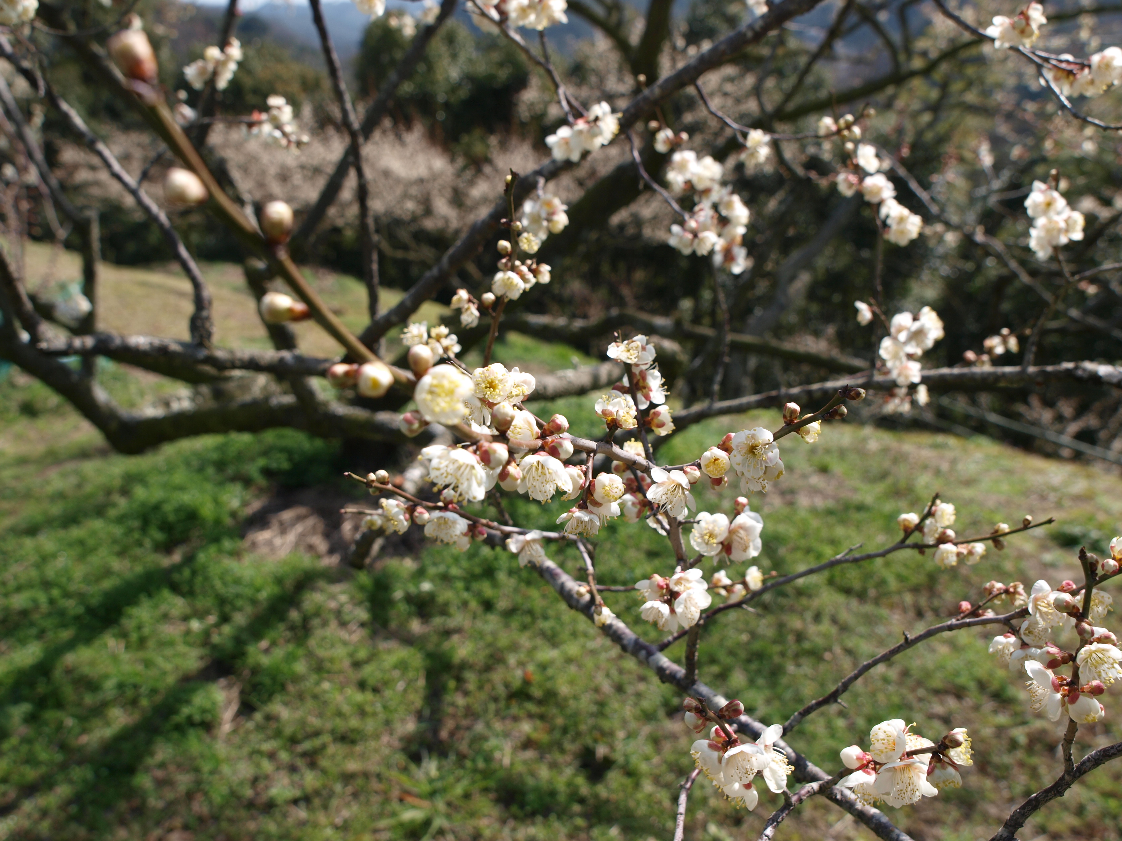 P2152851.JPG
