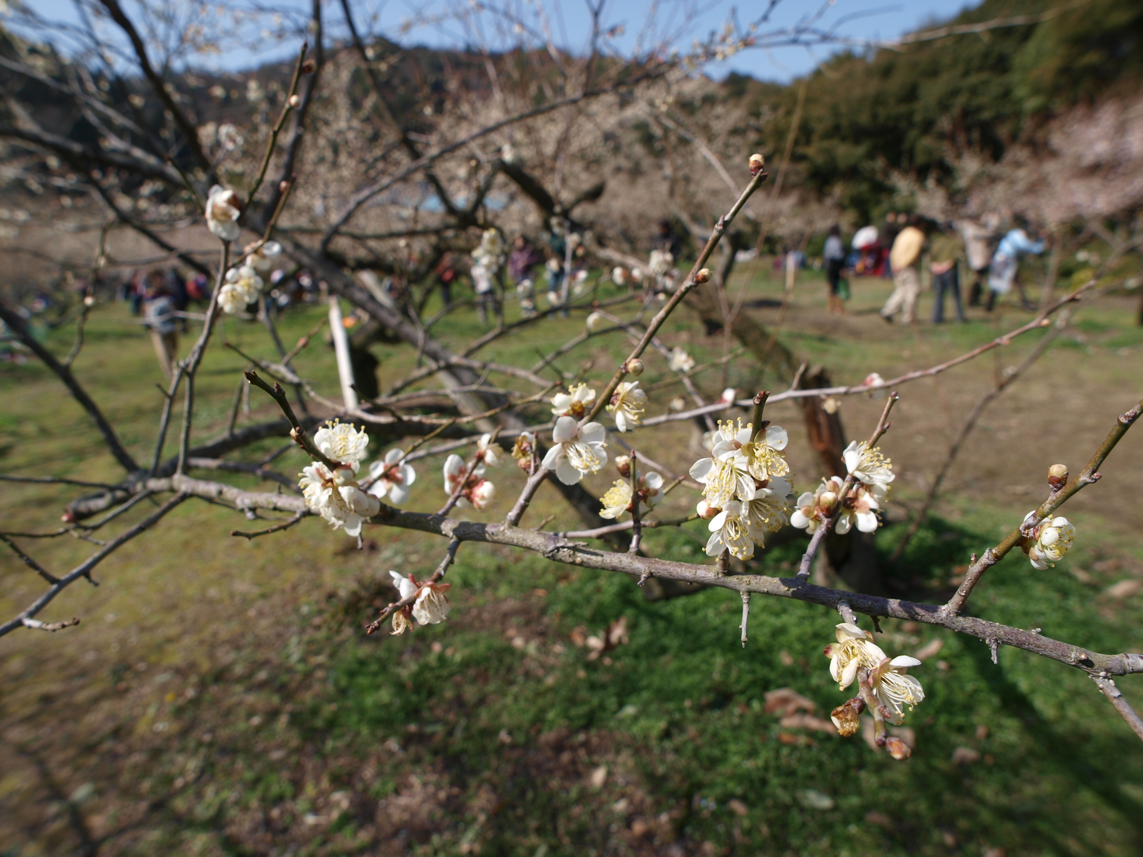 P2152853.JPG