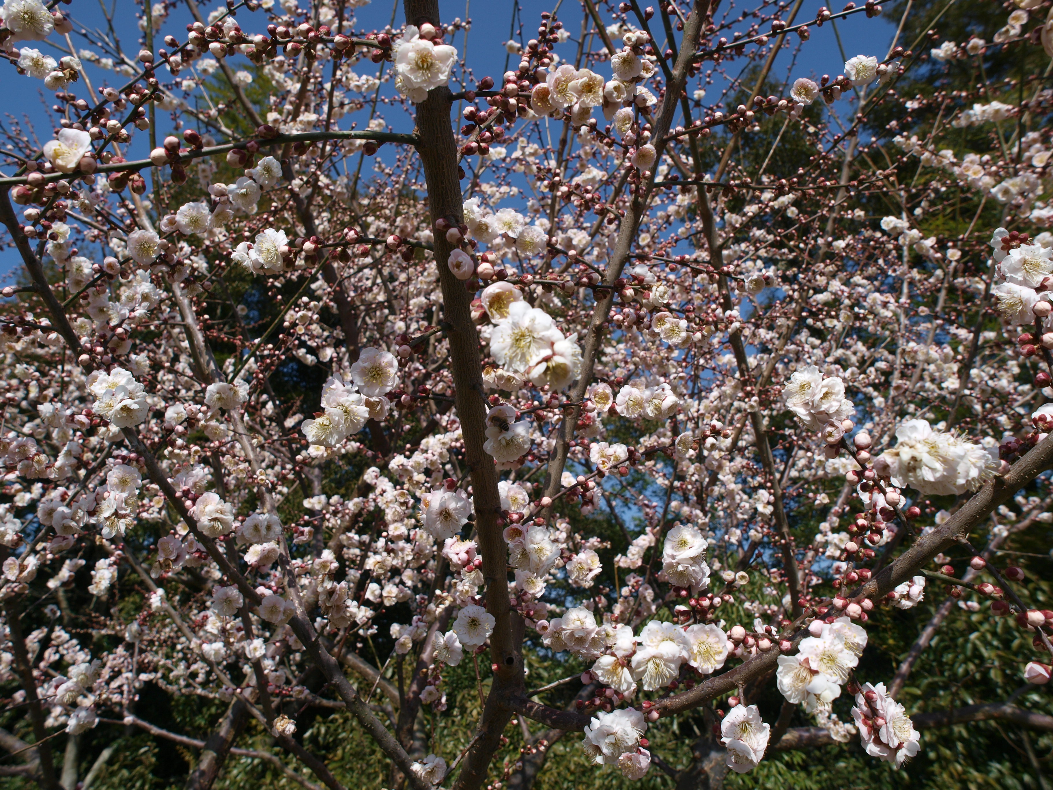 P2152854.JPG