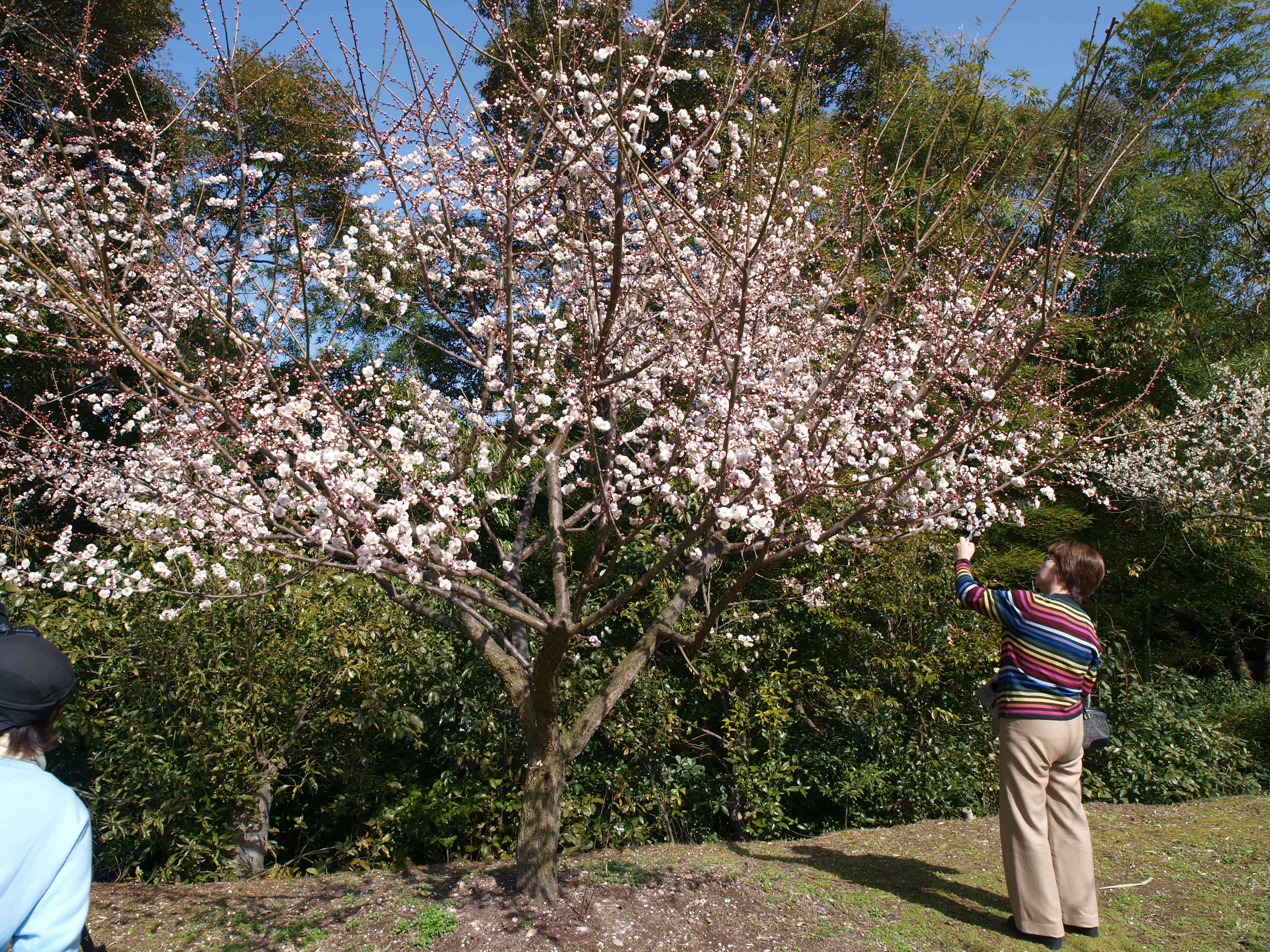 P2152856.JPG