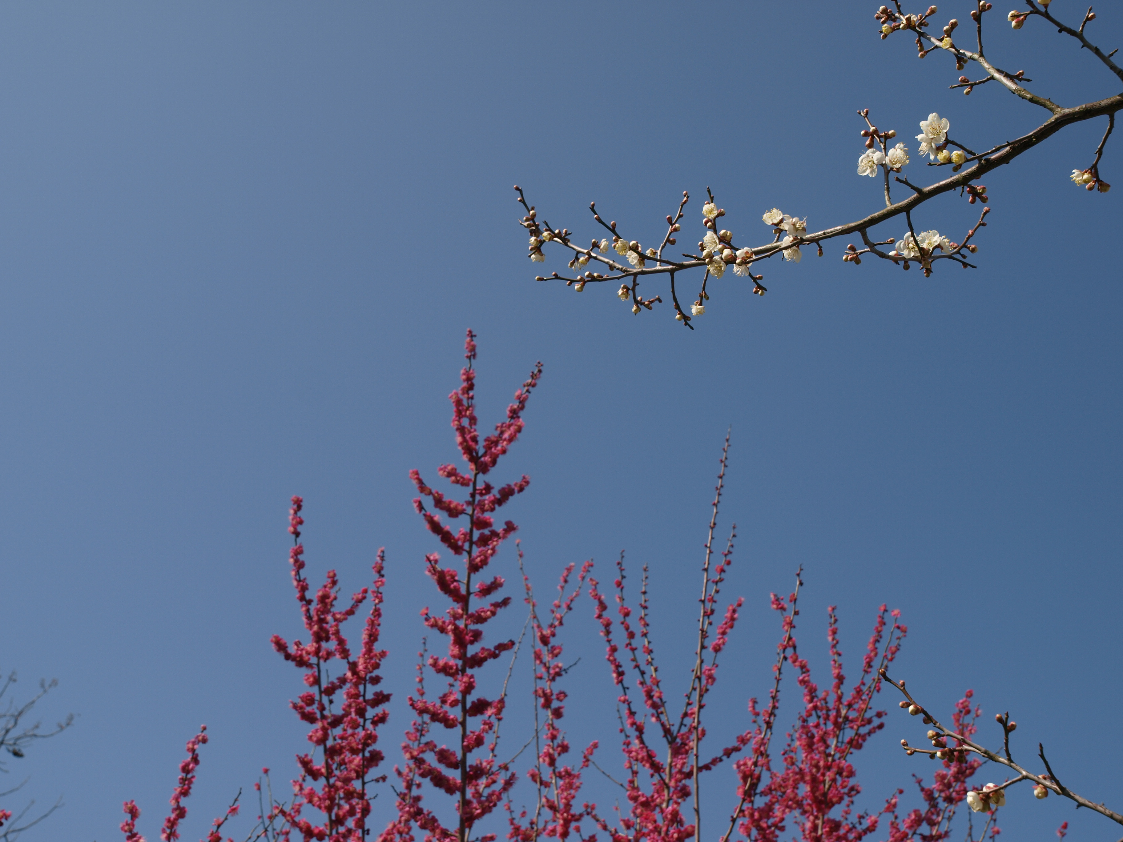 P2152860.JPG