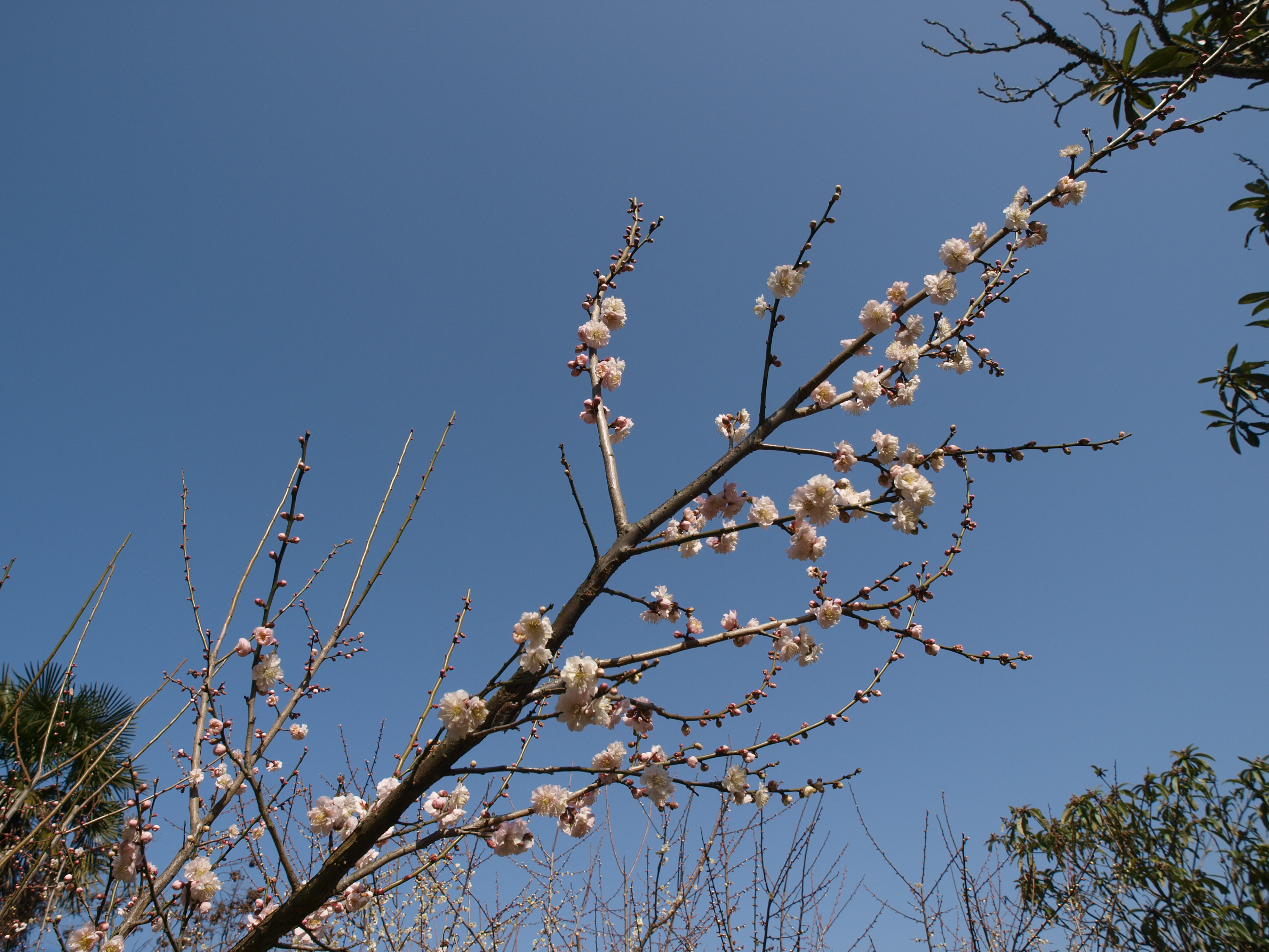 P2152861.JPG