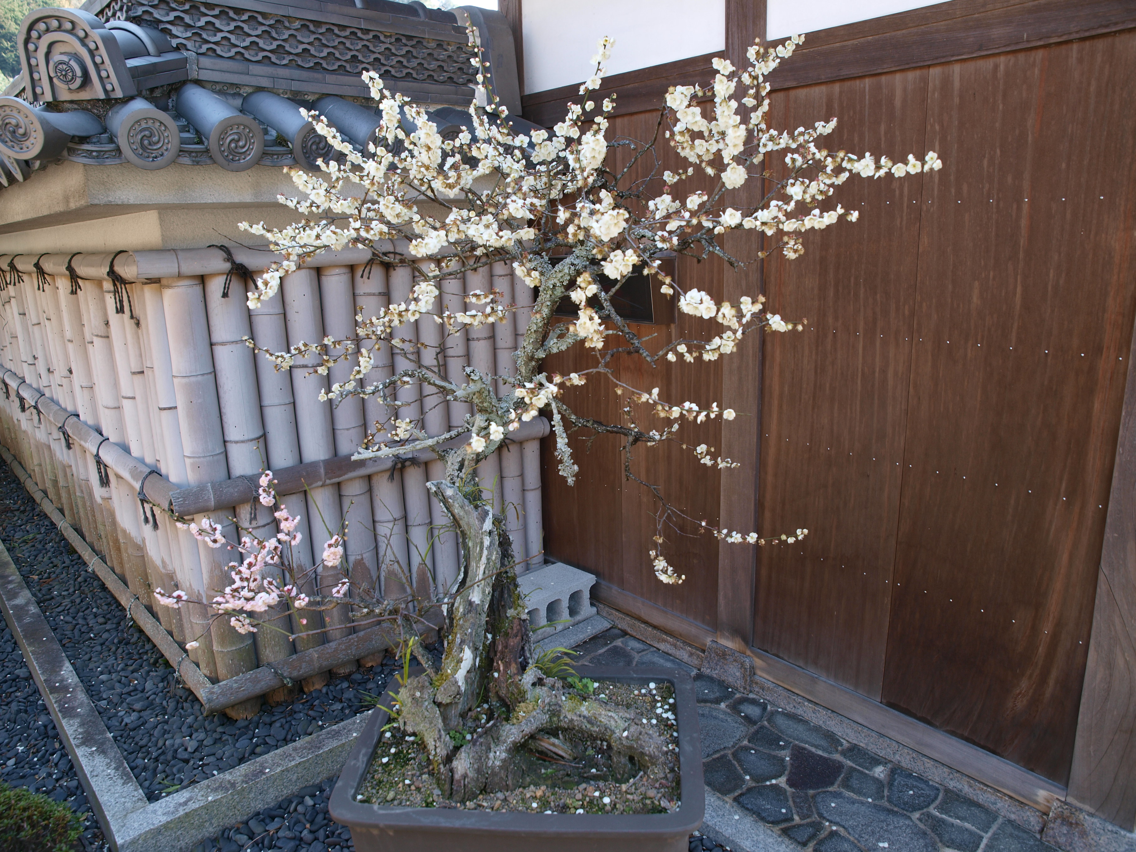 P2152863.JPG