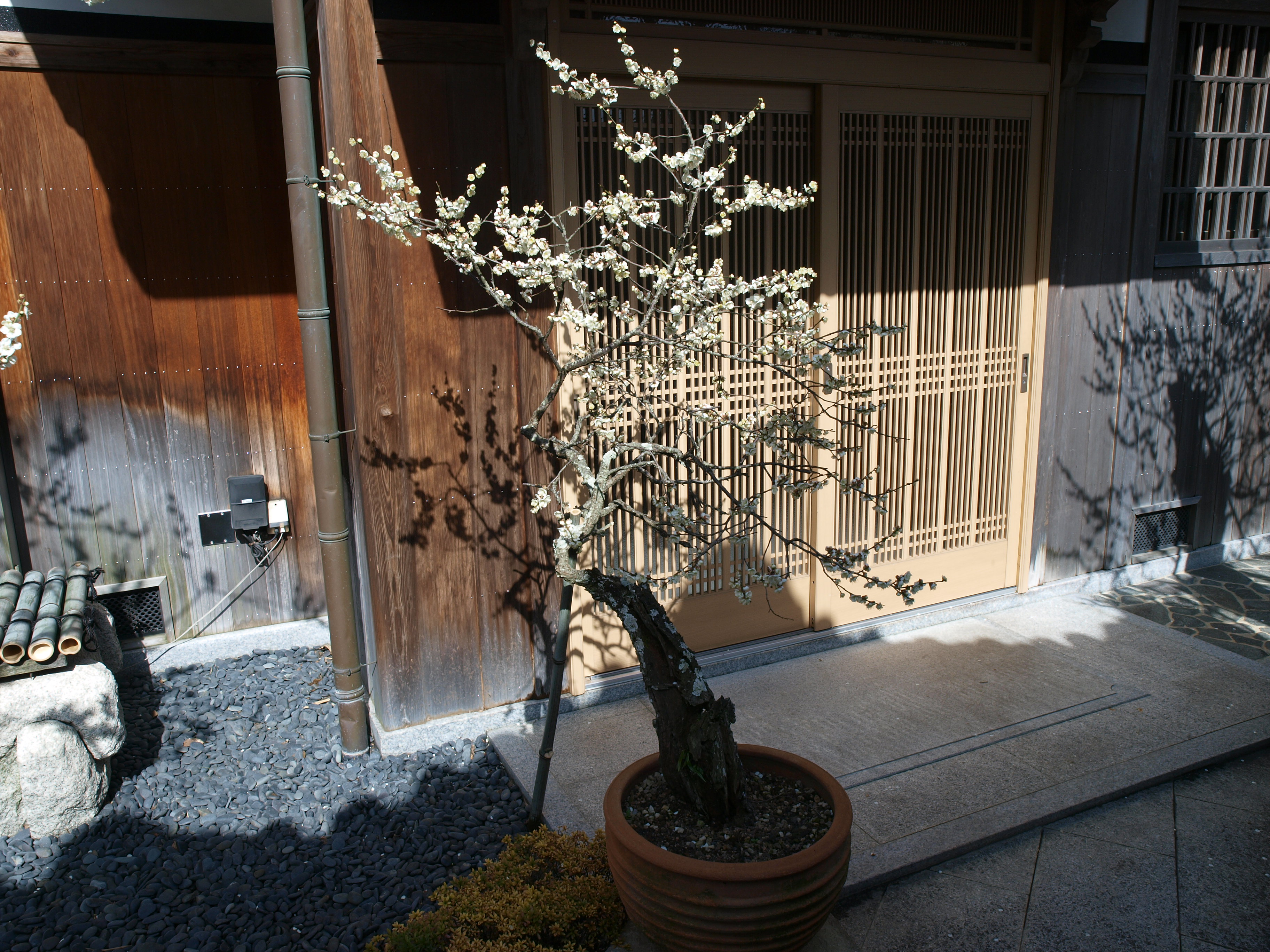 P2152865.JPG