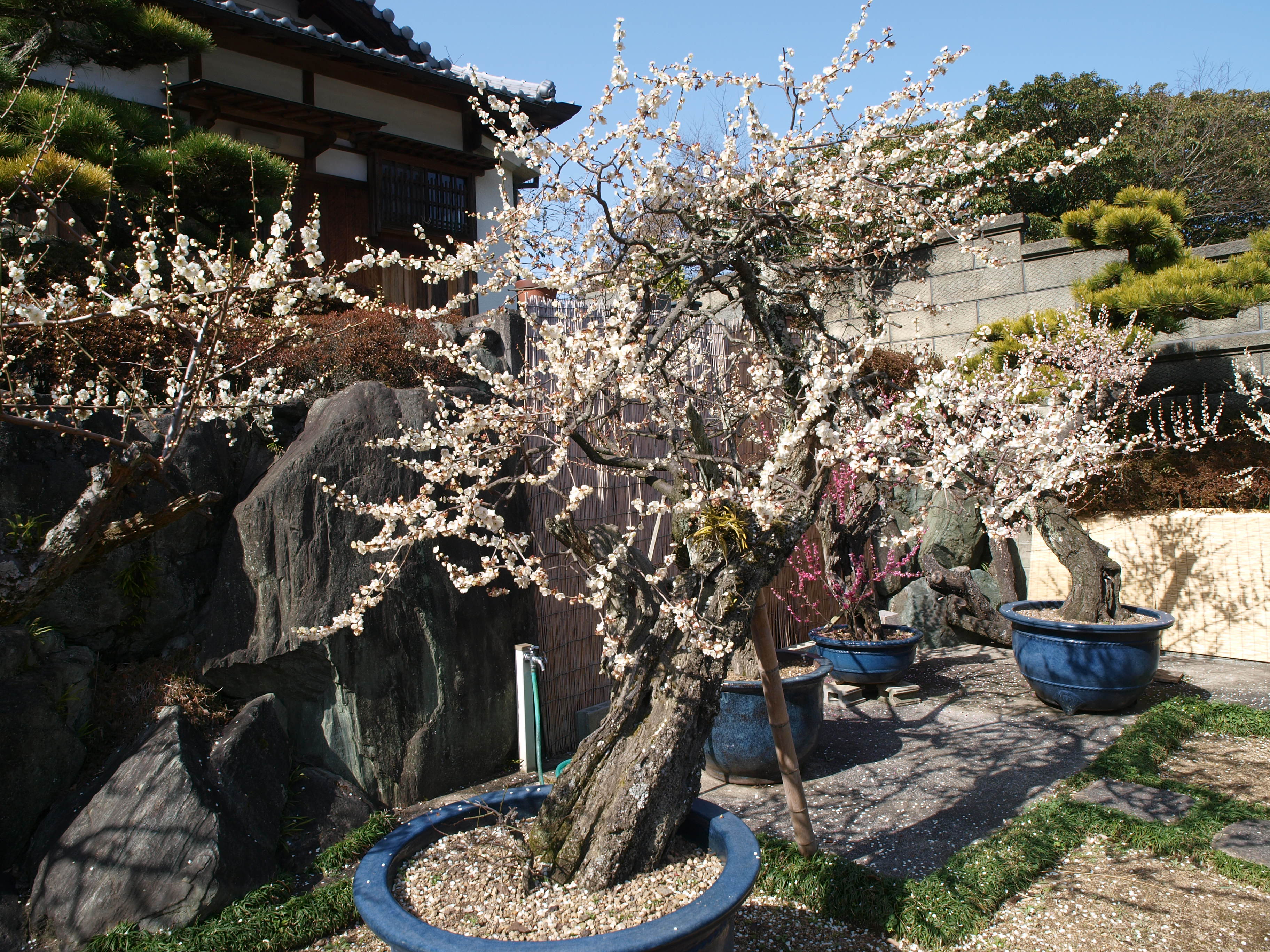 P2152873.JPG