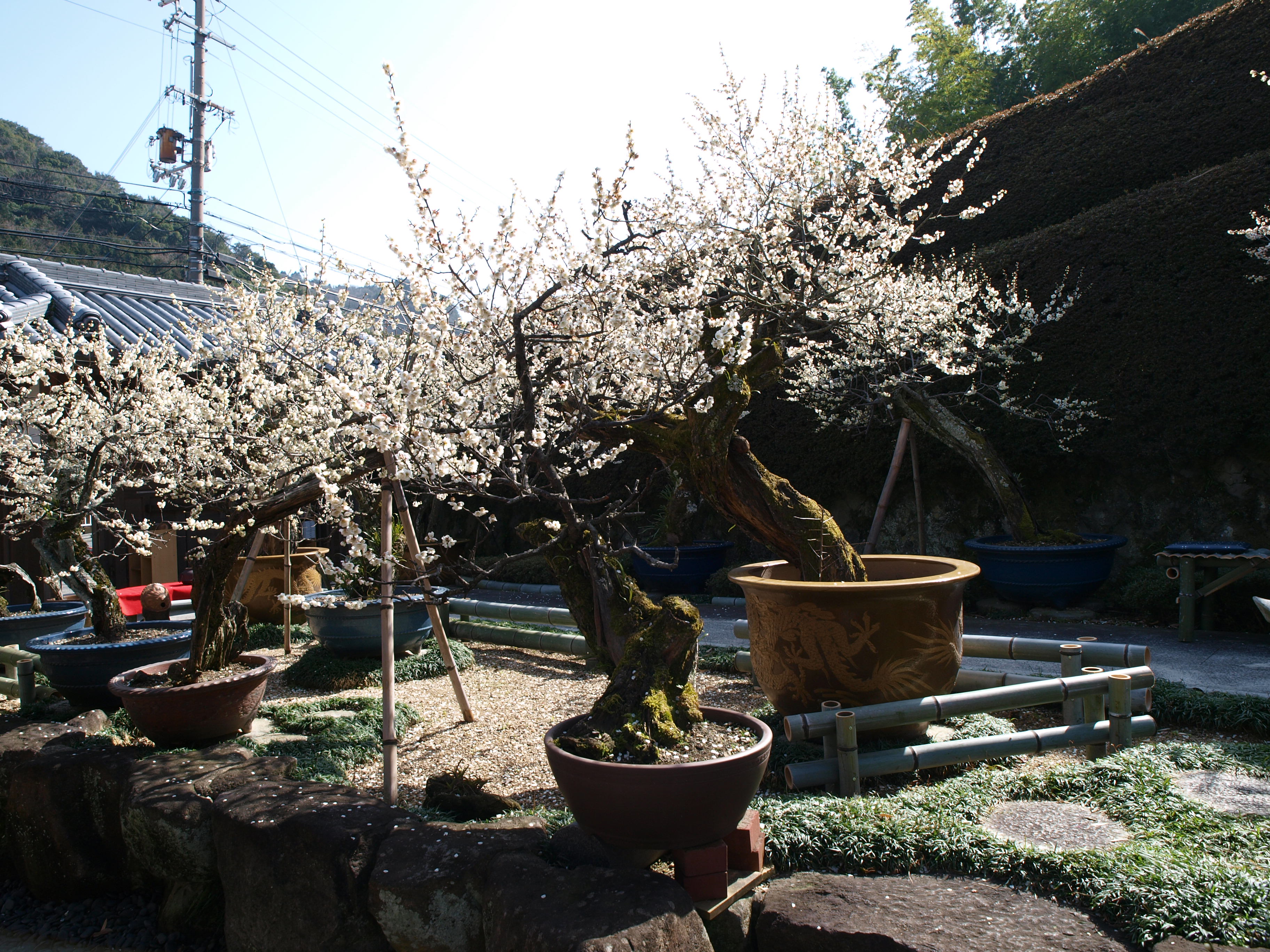 P2152877.JPG