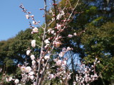 img0017.jpg