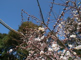 img0020.jpg