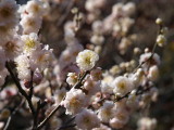 img0034.jpg