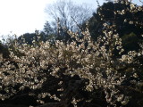 img0041.jpg