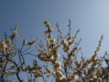 img0045.jpg