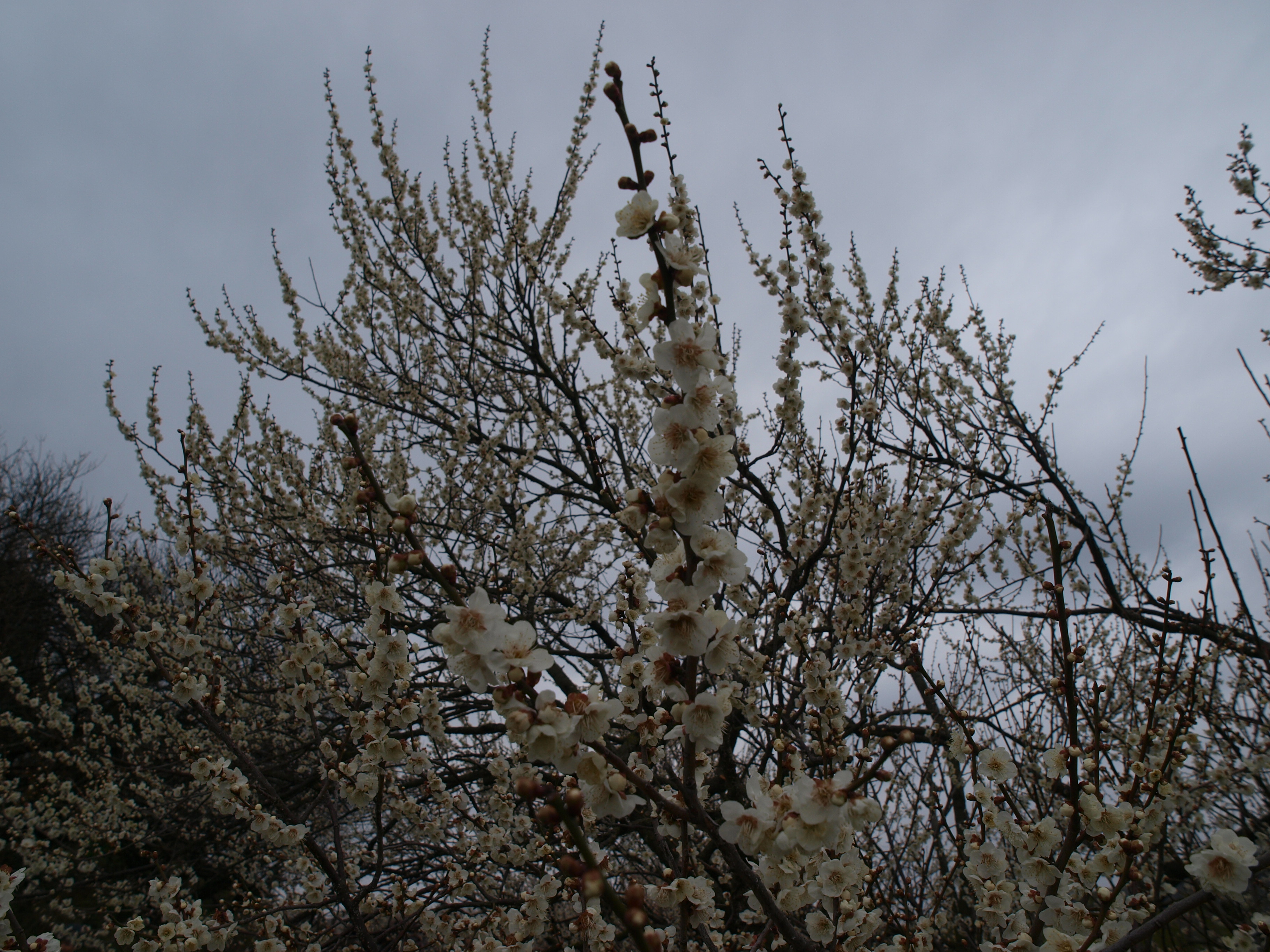 P2222917.JPG