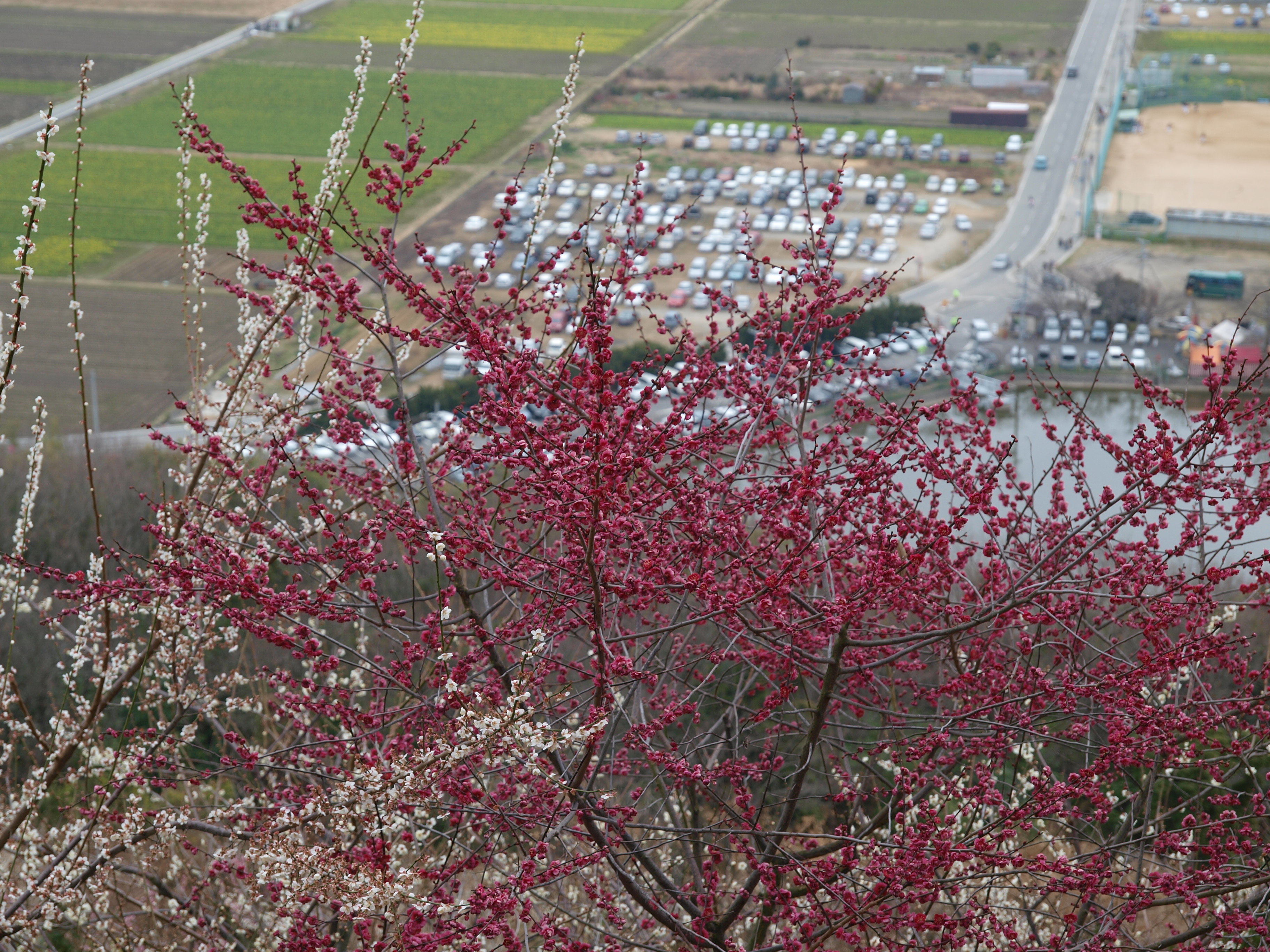 P2222921.JPG