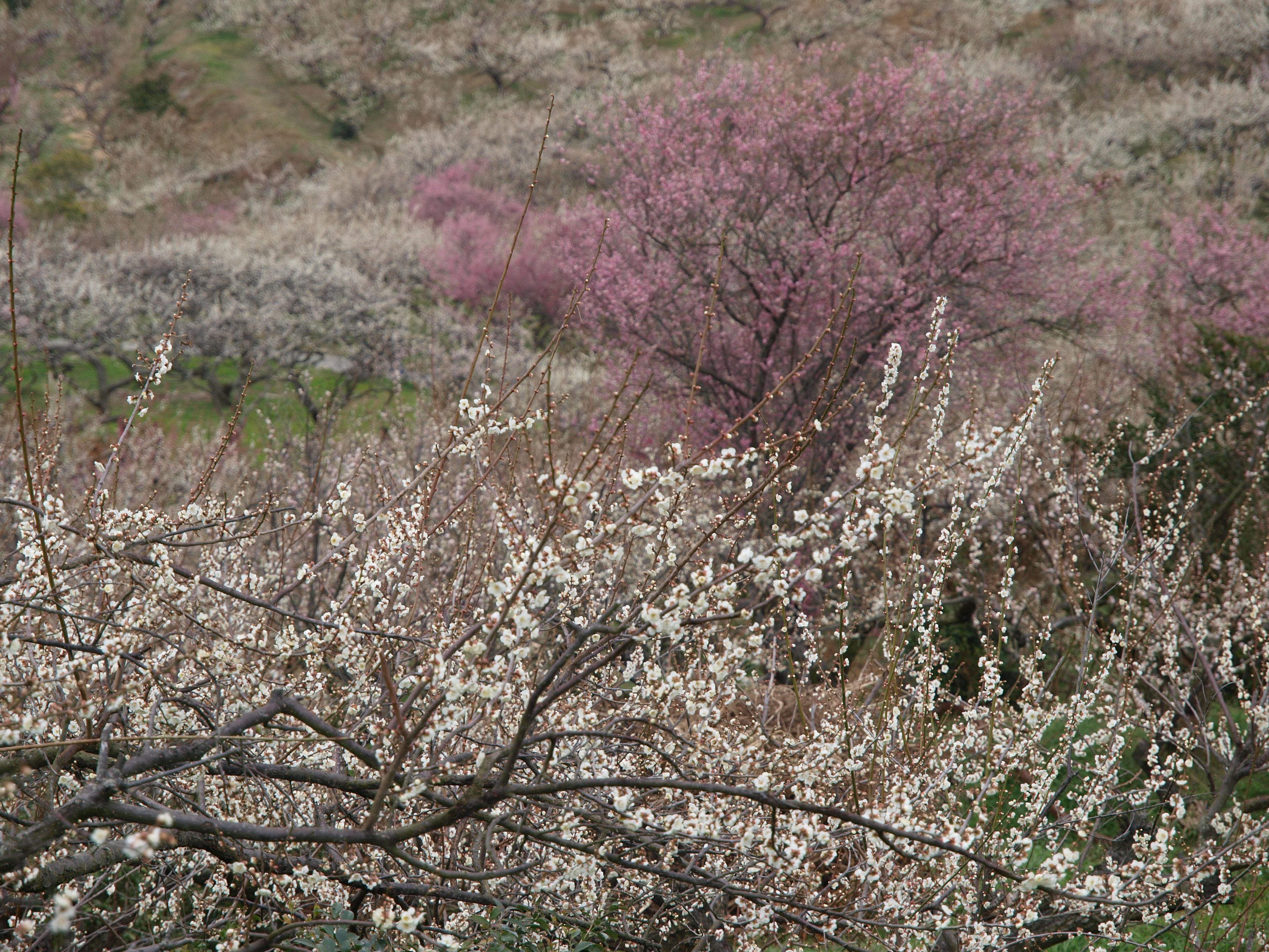 P2222934.JPG