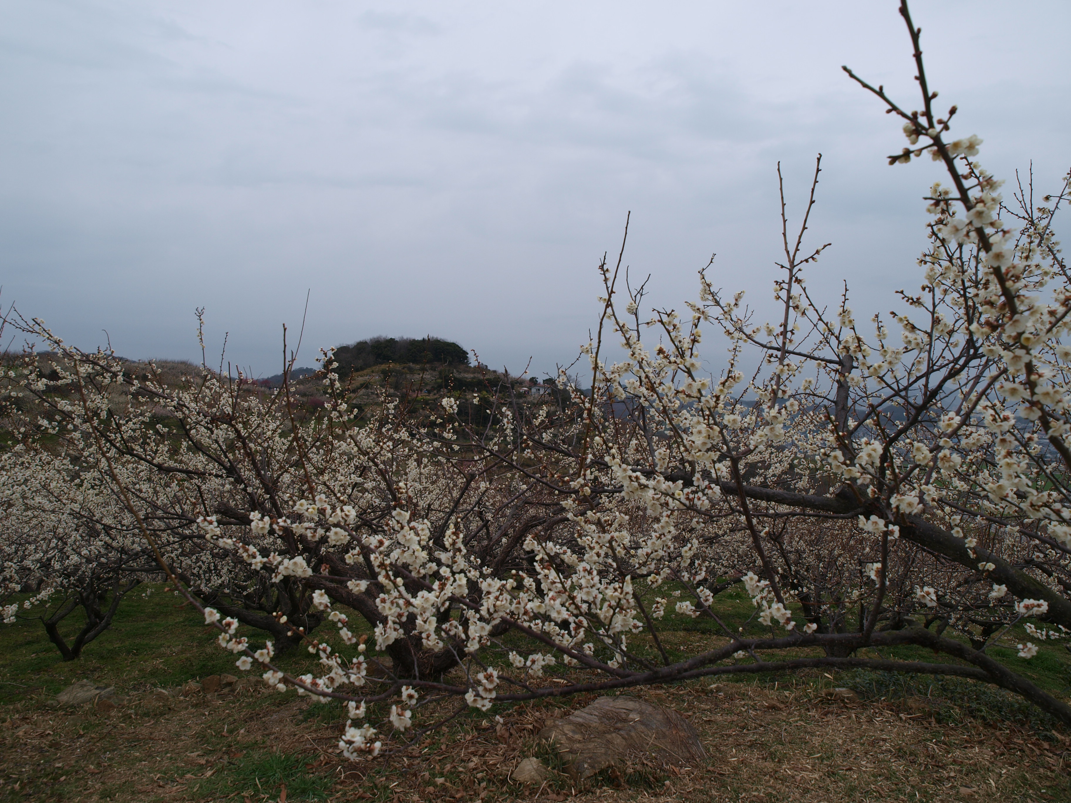 P2222945.JPG
