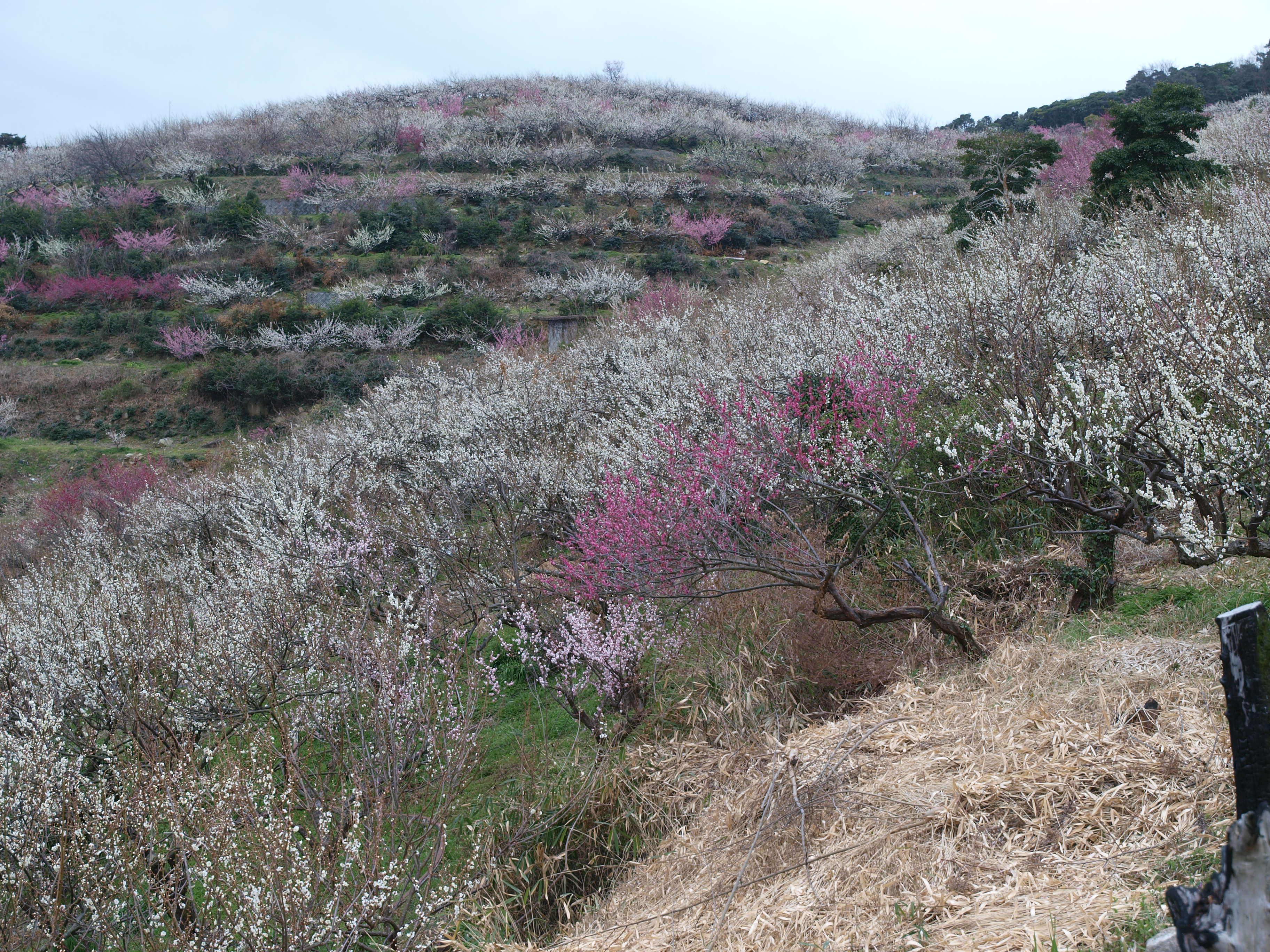 P2222957.JPG
