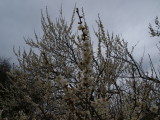 img0008.jpg