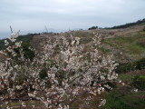 img0016.jpg