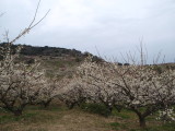 img0029.jpg
