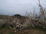 img0030.jpg