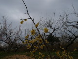 img0037.jpg