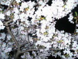 img0007.jpg