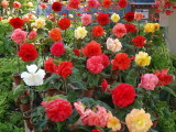img0016.jpg