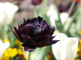 img0024.jpg