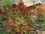 img0016.jpg