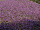 img0042.jpg