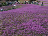img0043.jpg
