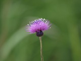 img0004.jpg