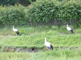 img0007.jpg