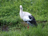 img0009.jpg