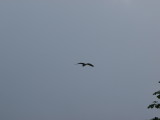 img0017.jpg
