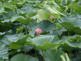 img0001.jpg
