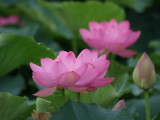 img0009.jpg