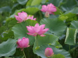 img0011.jpg