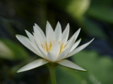 img0033.jpg