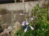 img0001.jpg