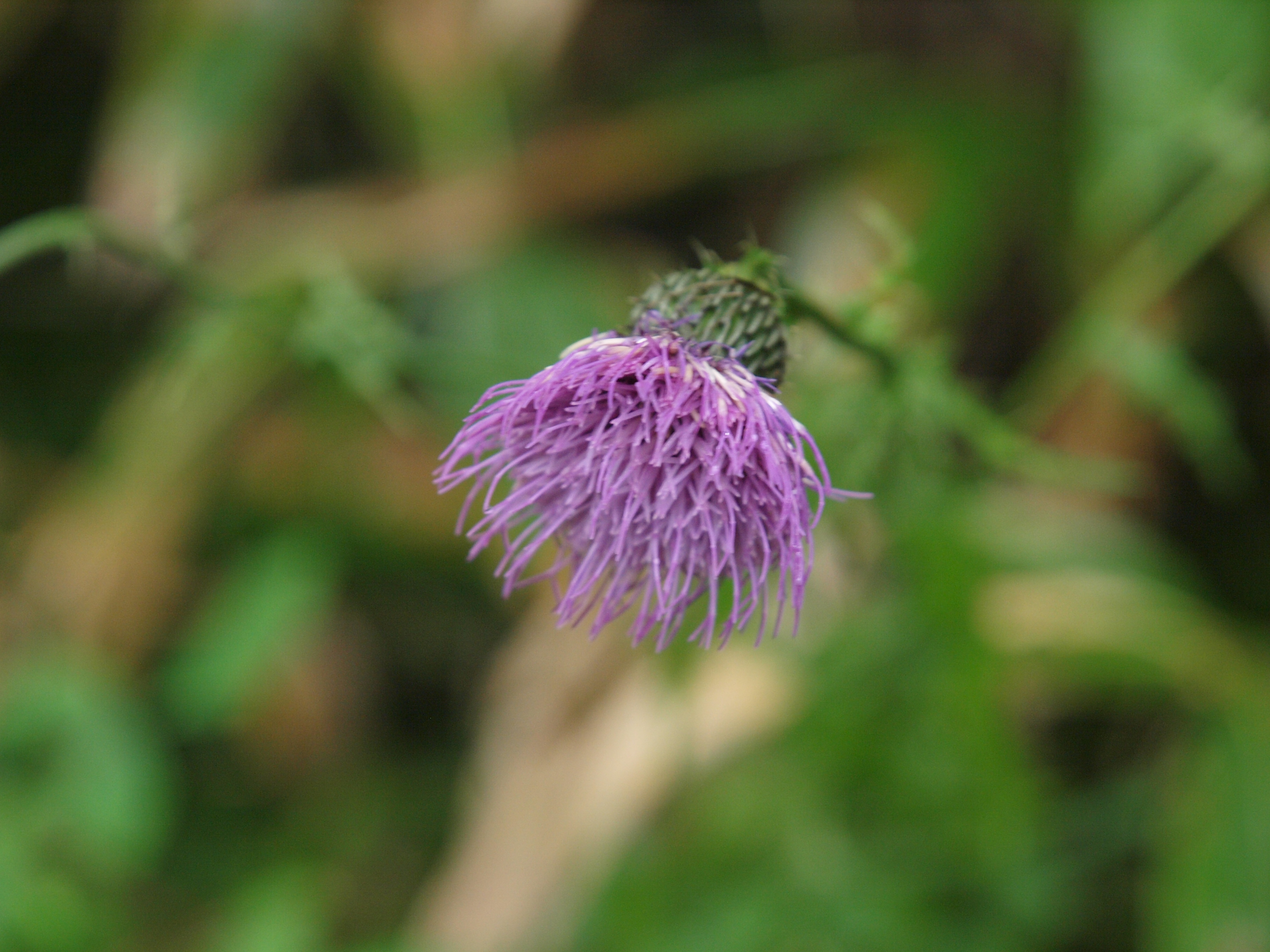 P8134494.JPG