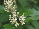 img0045.jpg
