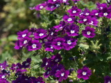 img0018.jpg