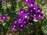 img0019.jpg