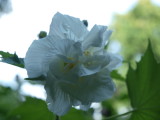 img0005.jpg