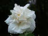 img0006.jpg