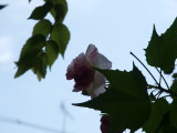 img0017.jpg