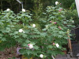 img0023.jpg