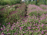 img0026.jpg