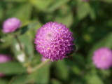 img0027.jpg